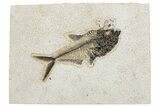 Detailed Fossil Fish (Diplomystus) - Wyoming #292490-1